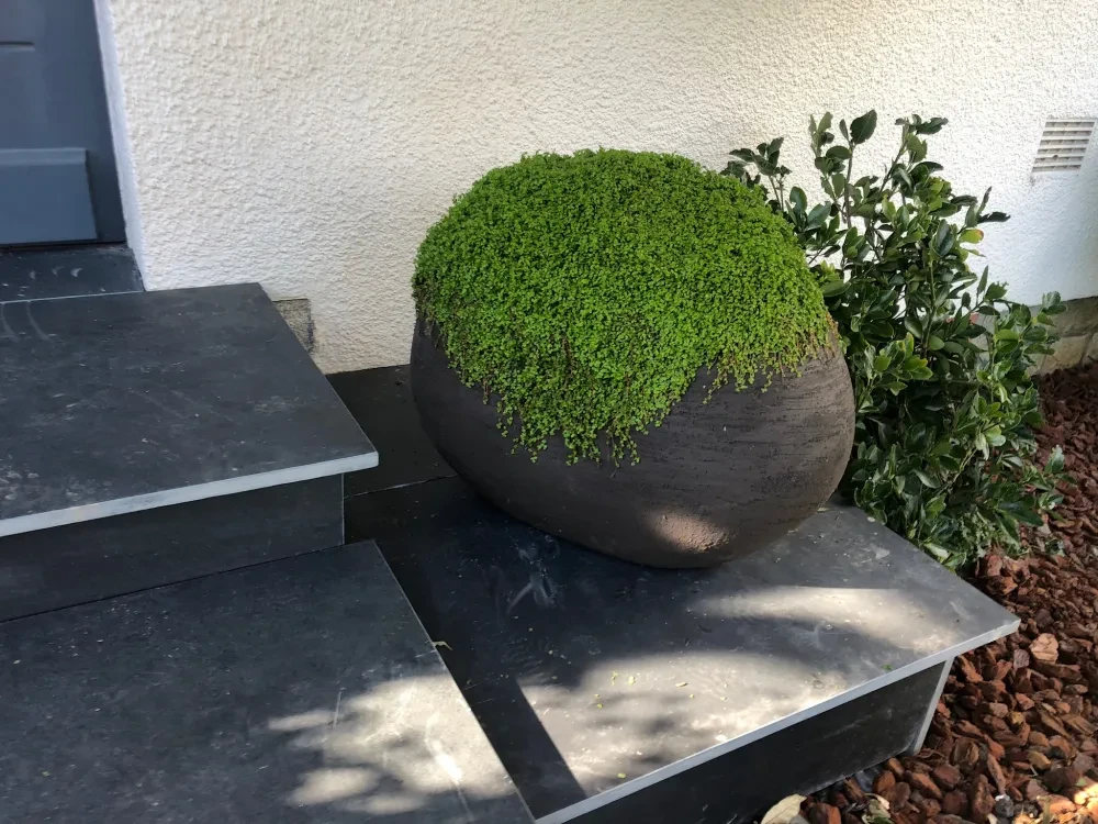 Terrasse couverte avec structure en charpente bois apparente, vue en contre-plongée